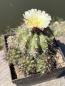 Preview: Copiapoa grandiflora